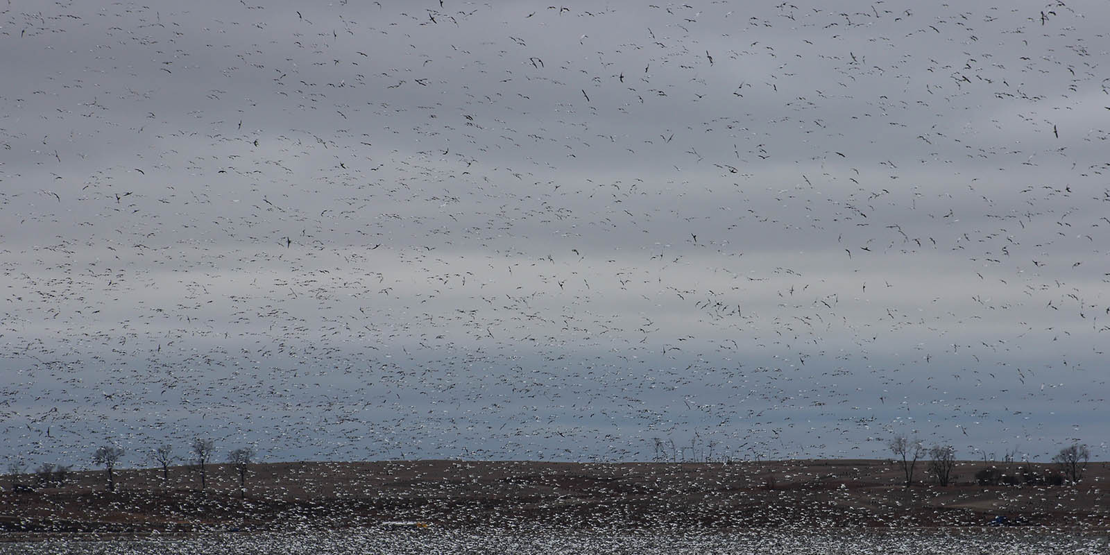 Snow Goose Fall Roost